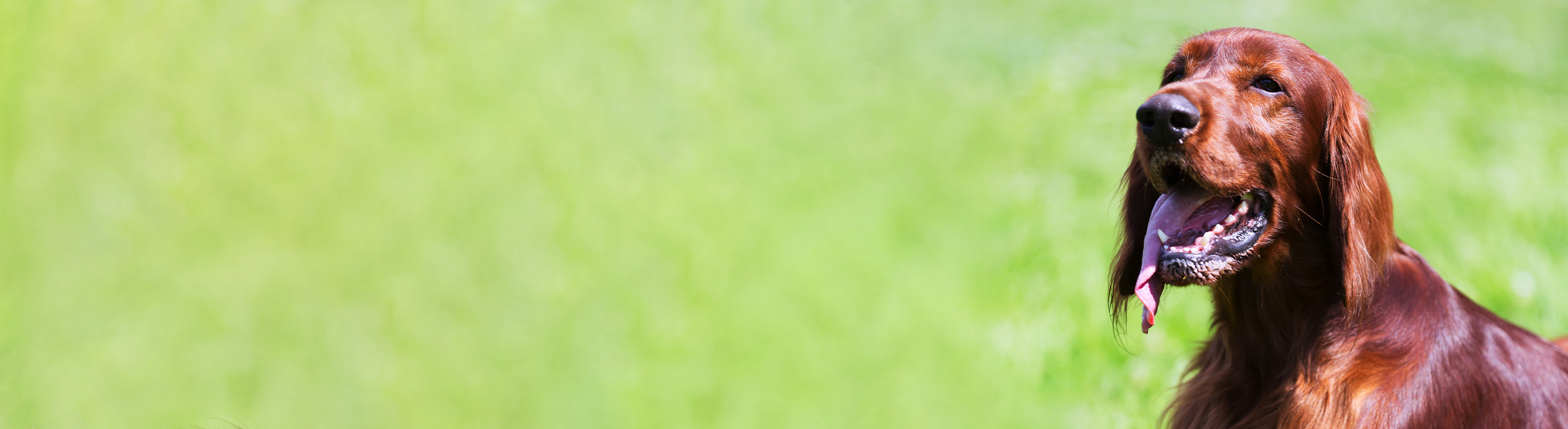 Slide background
