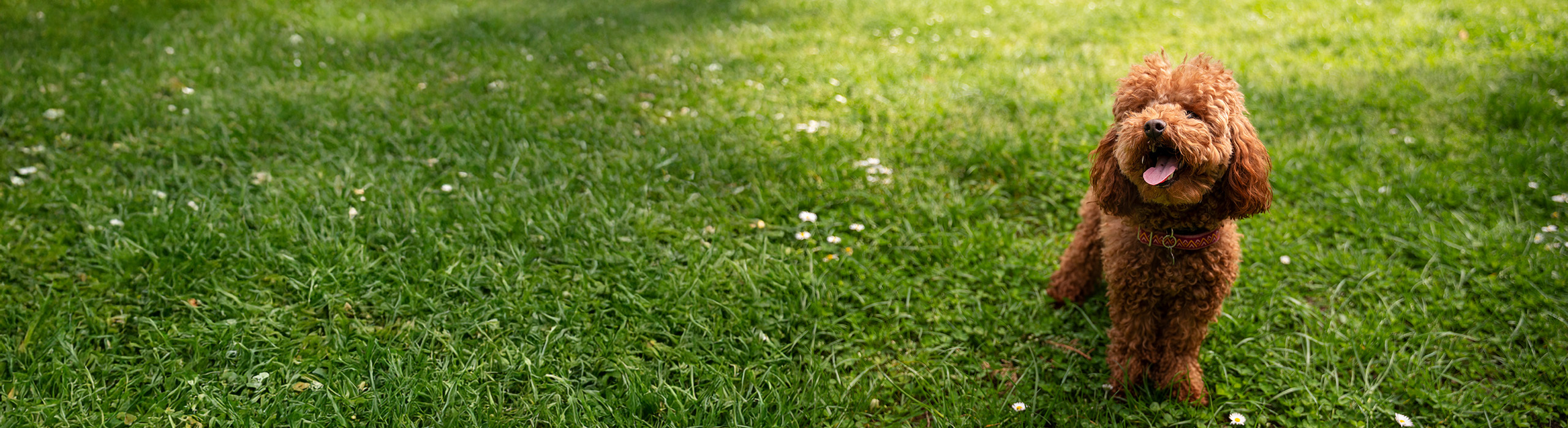 Slide background